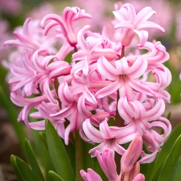 Hyacinth Bulbs 15cm Pink Pearl Fragrant Hyacinthus Orientalis (2) - Vibrant Fuchsia-Purple Flowers for Garden Planting