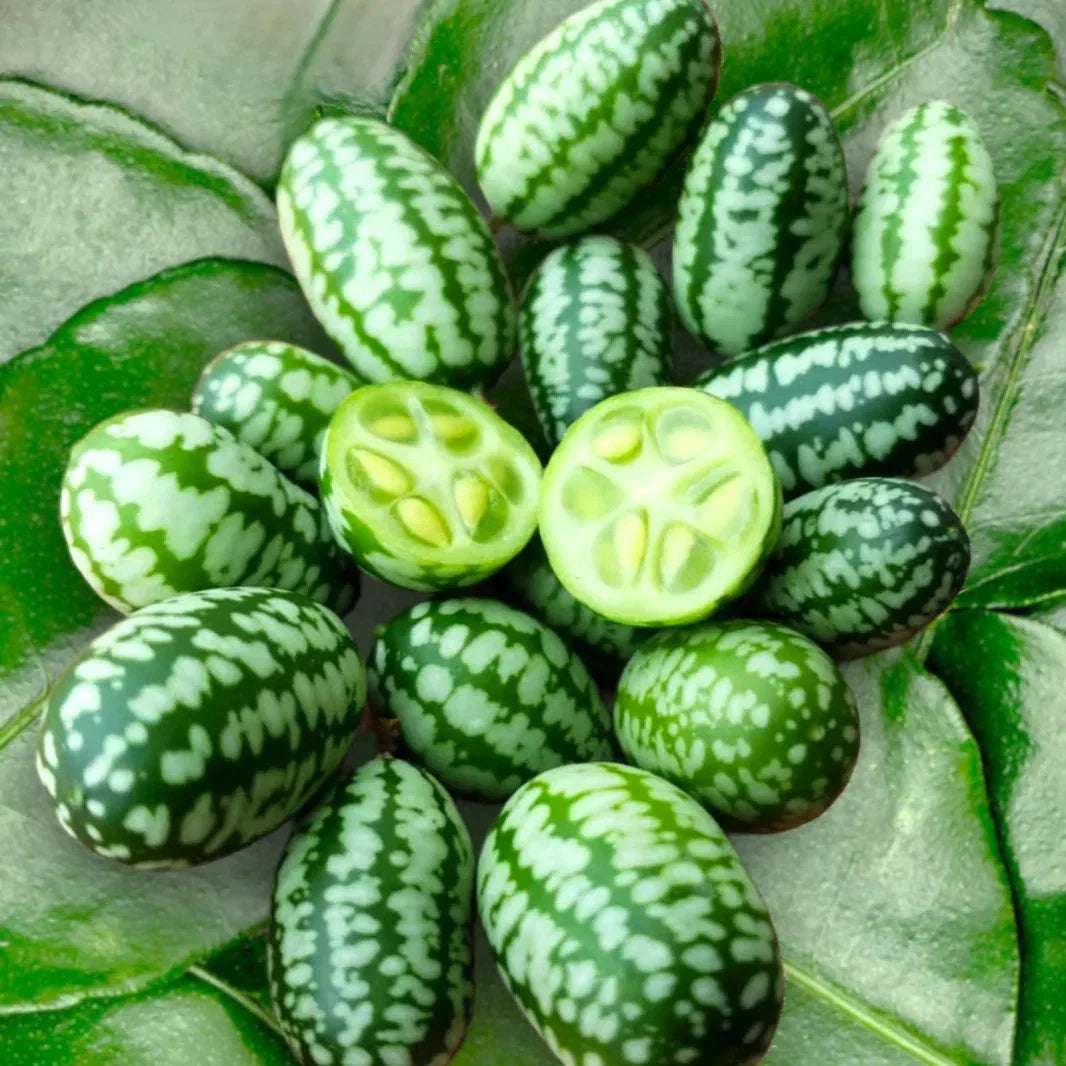 Cucamelon Seeds - 50 Count - Mexican Sour Gherkin, Melothria scabra - Ideal for 2025 Planting, Tangy Flavor, Easy to Grow