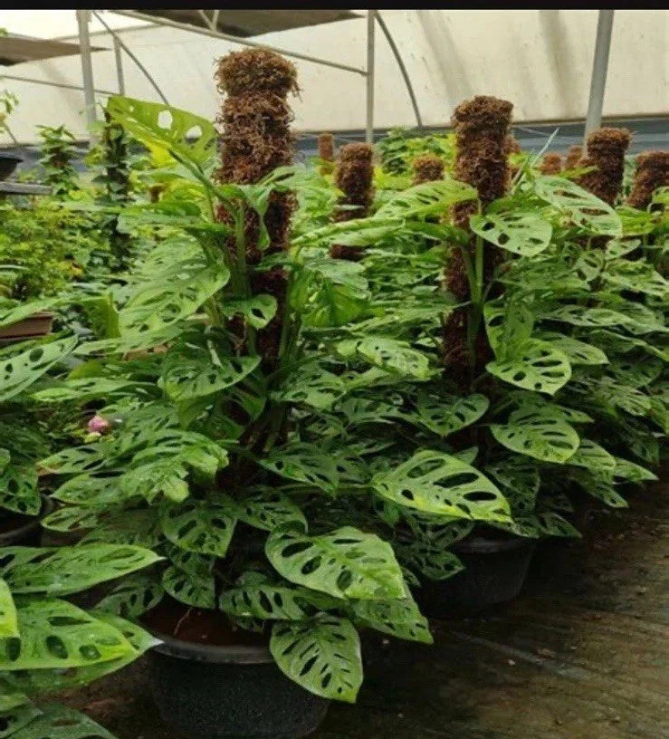 Monstera Adansonii Rooted Cutting | Rare Indoor Plant | Fenestrated Leaves | Monstera adansonii | Tropical Foliage