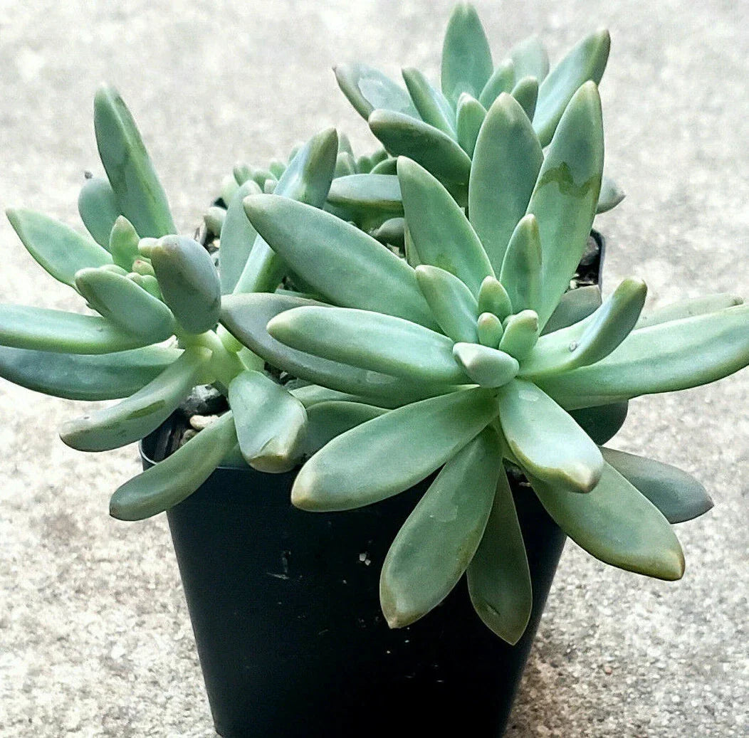 Pachyveria "Blue Pearl" Succulent - 2.5" Live Plant, Drought Tolerant, Indoor/Outdoor Decor, Low Maintenance