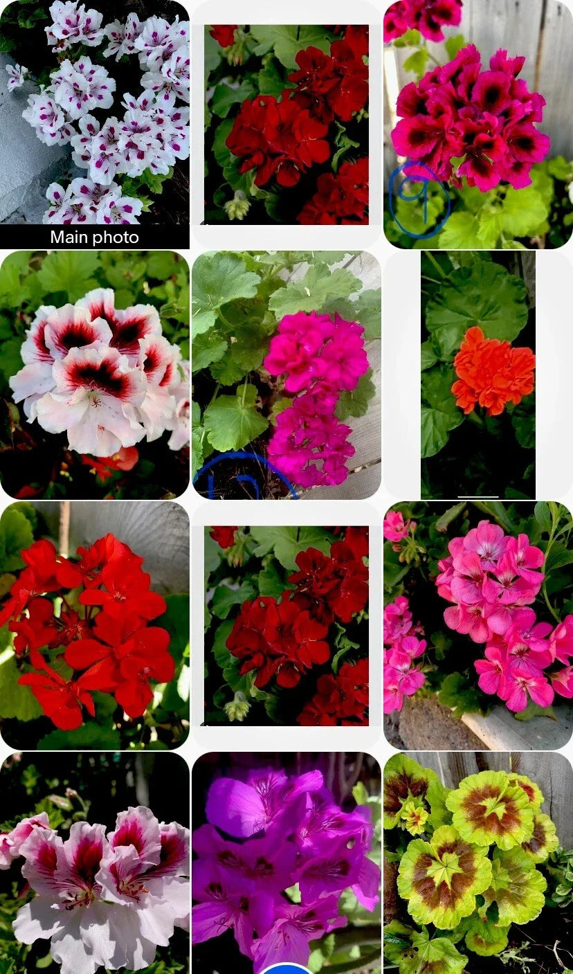 Geranium Cuttings Set of 3, 6 Inches Long, Vibrant Colors, Pelargonium spp. - Easy Care Indoor/Outdoor Plants