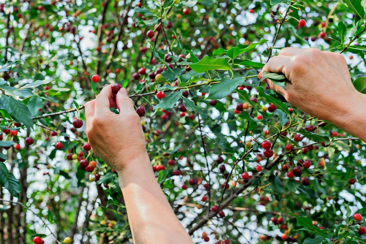 St Lucie Cherry Tree Seeds - 15 Pack, Prunus Mahaleb, Greek Spice, Medicinal, Ideal for Grafting and Culinary Uses