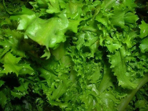 Endive Seeds Pack - Salad King Variety - Cichorium endivia - Non-GMO Edible Greens for Garden and Salad Enthusiasts