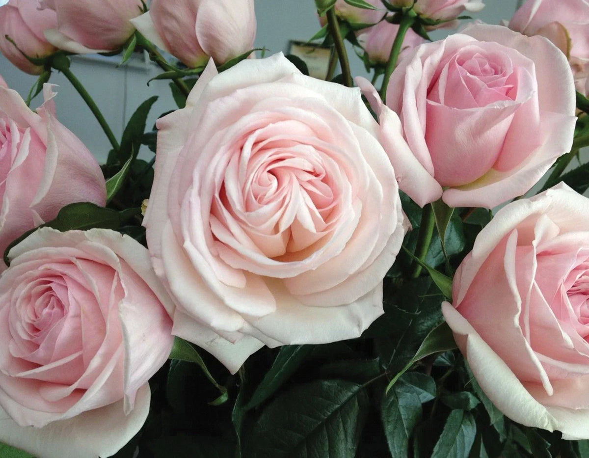 Unrooted Cuttings 6" Francis Meilland Plant, Fresh Cuttings Rosa 'Meilland', Ideal for Propagation and Gardening