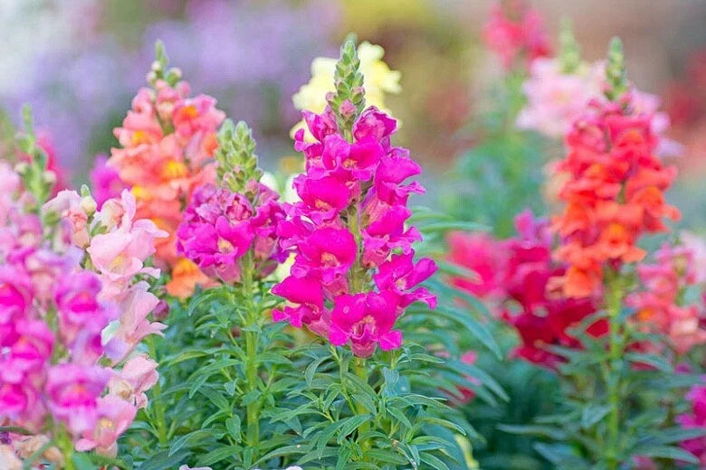Snapdragon Seeds 100 Count Sonnet Mix Antirrhinum majus - Vibrant Colorful Blooms for Gardens and Pollinator-Friendly Spaces