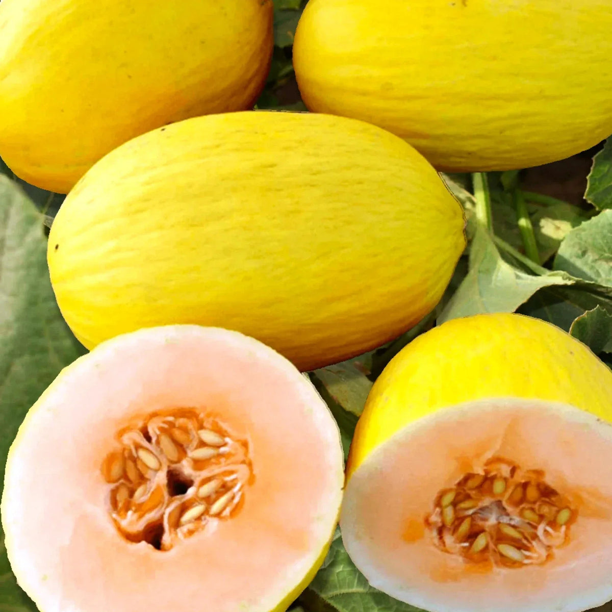 Crenshaw Melon Seeds - 25 Heirloom Seeds - Sweet Yellow Flesh - Cucumis Melo - Ideal for 2025 Planting