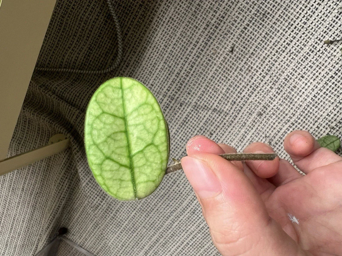 Hoya Cutting - Lyi Noid - Rare Houseplant Cutting for Propagation - Hoya spp. - Easy Care Tropical Plant