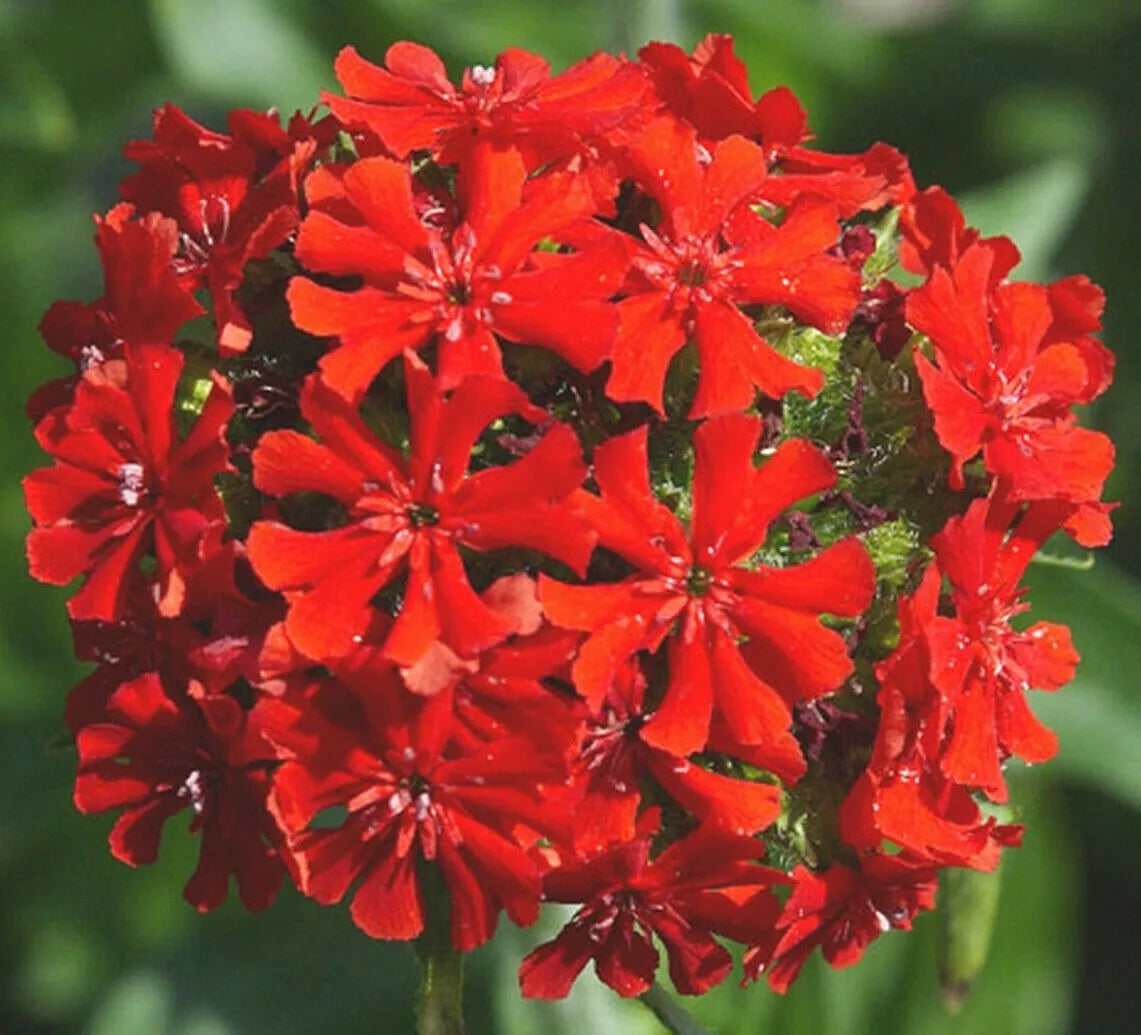Maltese Cross Flower Seeds 500+ Perennial Red Lychnis chalcedonica for Butterfly Garden