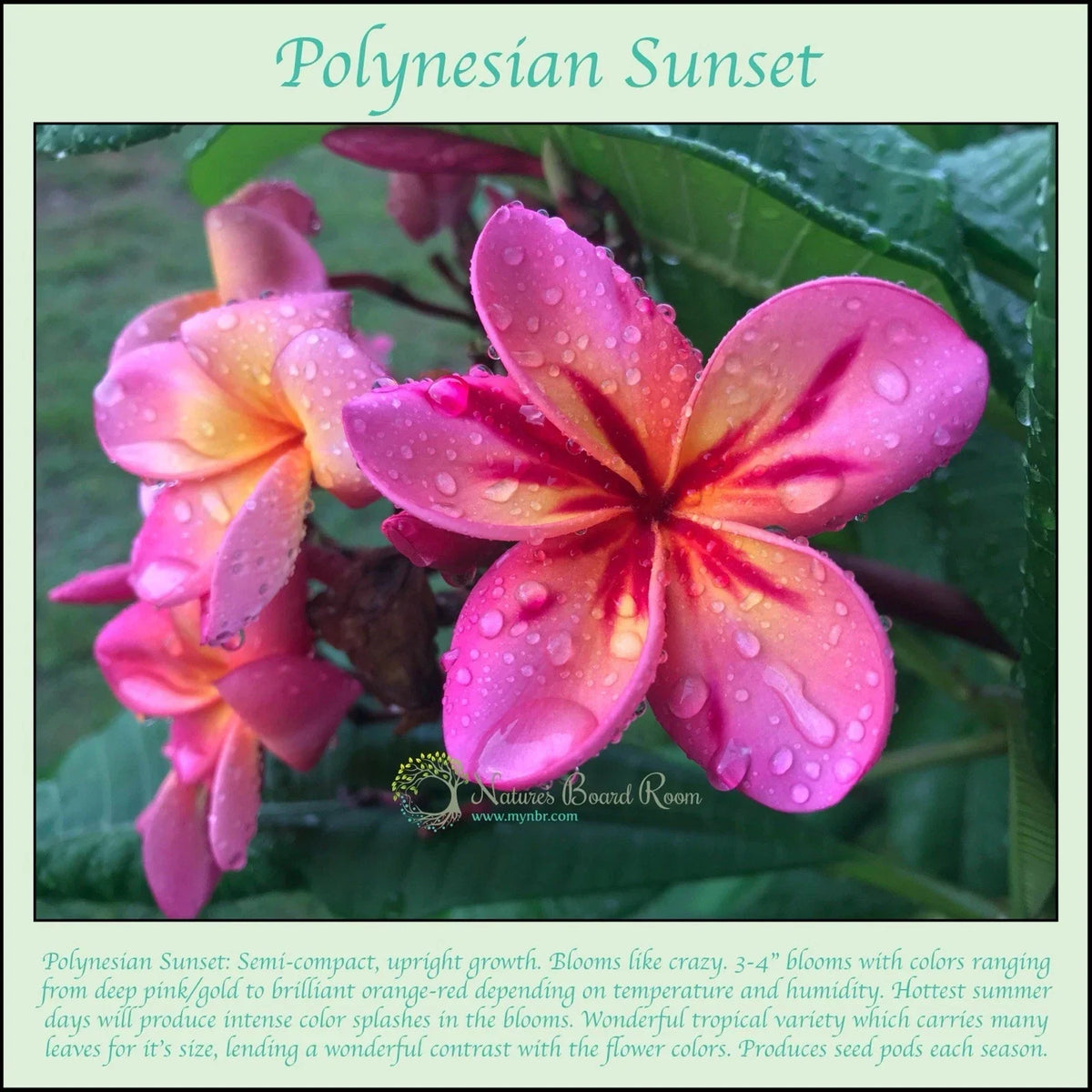 Rooted Plumeria Cutting - Polynesian Sunset - Fragrant Tropical Flower - Plumeria rubra
