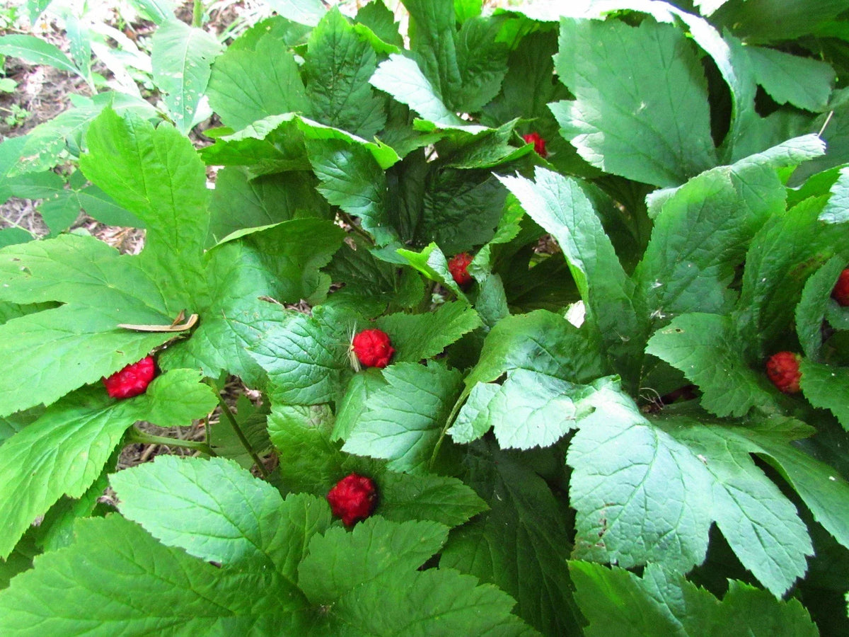 Golden Seal Roots - 20 Pieces - Hydrastis canadensis - Herbal Plant for Remedies and Tinctures - Sustainable and Easy to Grow