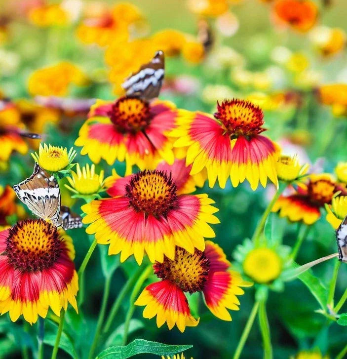 Gaillardia pulchella Flower Seeds | Indian Blanket Variety | Colorful Red and Yellow Blooms | Pollinator Friendly