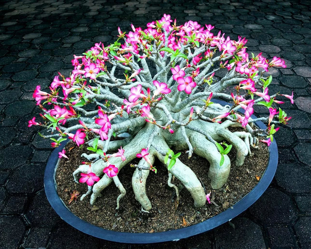 Desert Rose Seeds - Mixed Color - Easy to Grow Adenium Obesum - Exotic Bonsai Plant for Indoor & Outdoor Gardening