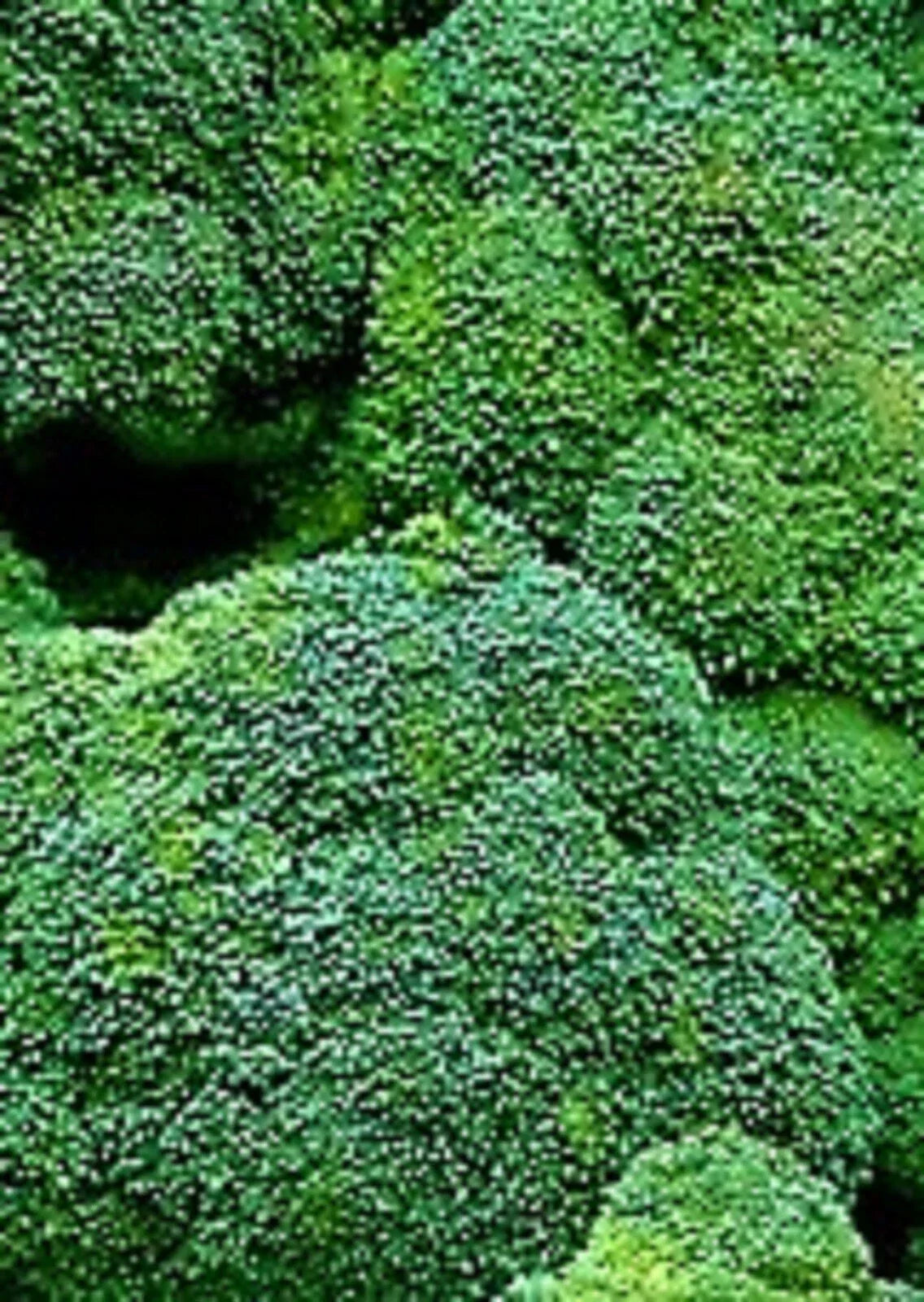 Waltham 29 Broccoli Seeds 500+ Non-GMO Heirloom Brassica oleracea for Home Gardening, Organic Vegetable Seeds