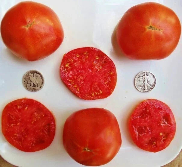 Abe Lincoln Tomato Seeds - 25 Count - Incredibly Sweet - Solanum lycopersicum - Non-GMO, Perfect for Gardening and Containers