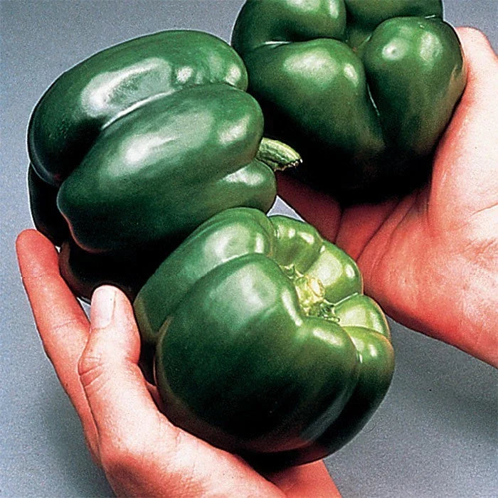 California Wonder Bell Pepper Seeds - 120+ Heirloom Non-GMO - Capsicum annuum - Organic Vegetable Seeds for Gardening