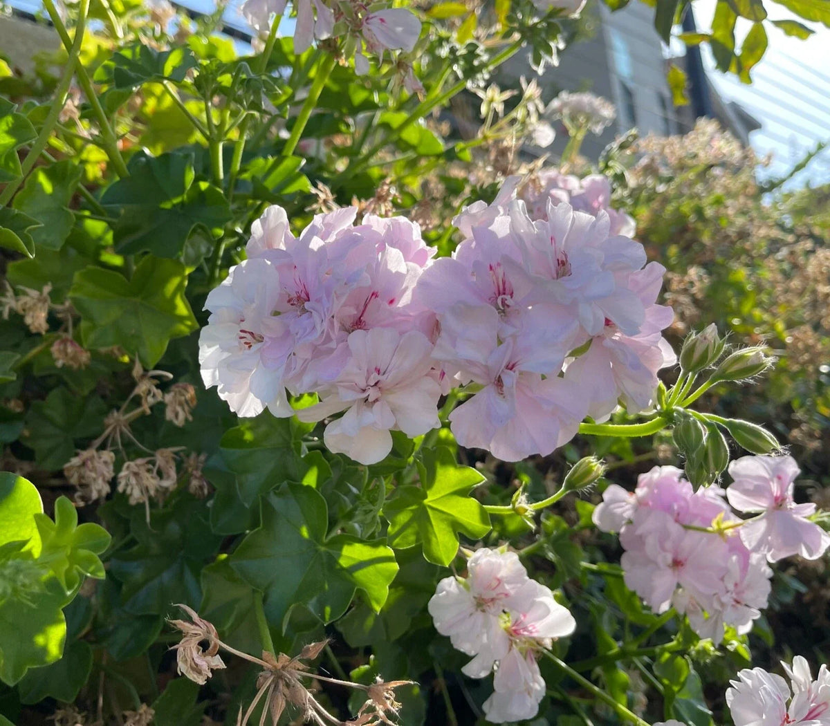 Trailing Ivy Geranium Cuttings 2x6" White Pink Pelargonium Peltatum Live Plant - Perfect for Baskets & Garden Decor