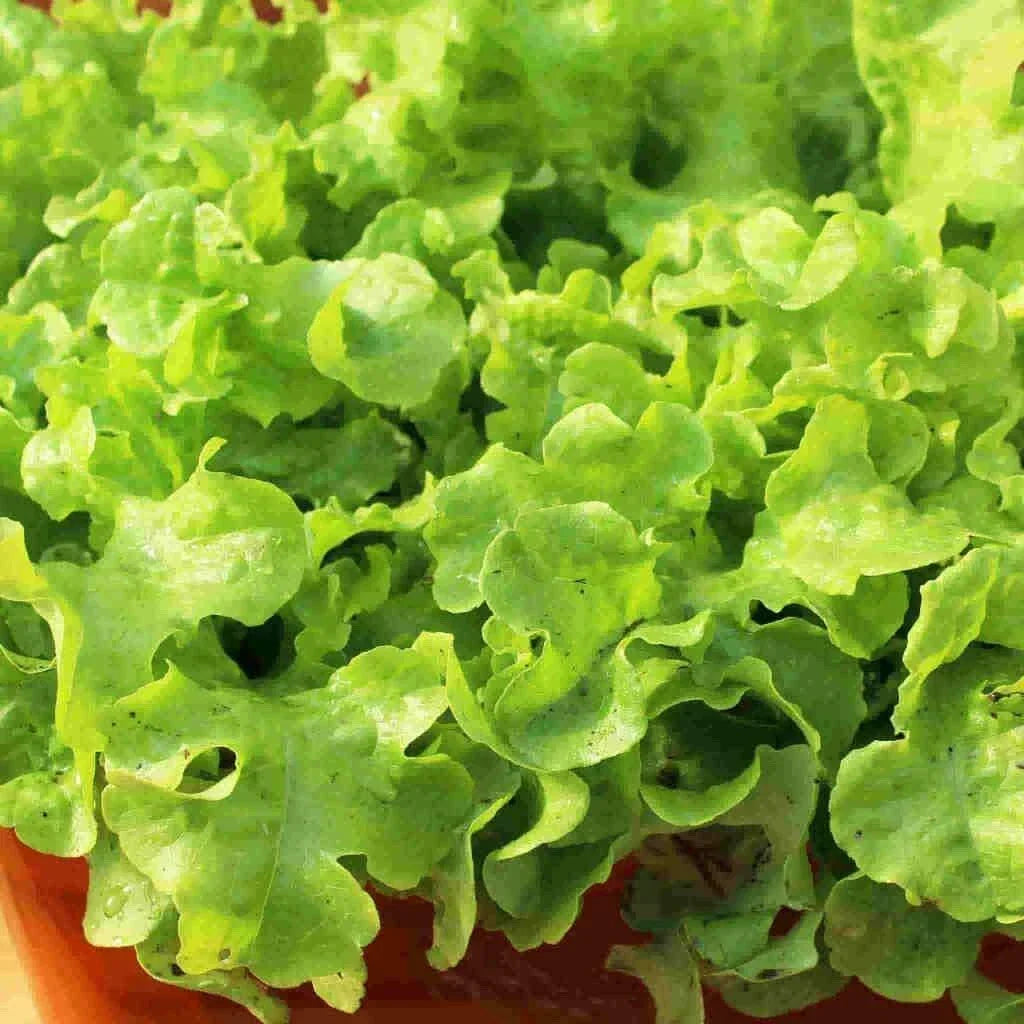 Crunchy Leaf Lettuce Seeds, 100 Pkt, Organic Indoor Growing, Lactuca sativa, Easy to Grow for Home Gardening