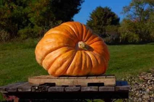 Dill's Atlantic Giant Pumpkin Seeds - 35 Bulk Seeds - High Yield - Cucurbita maxima - World Record Holder