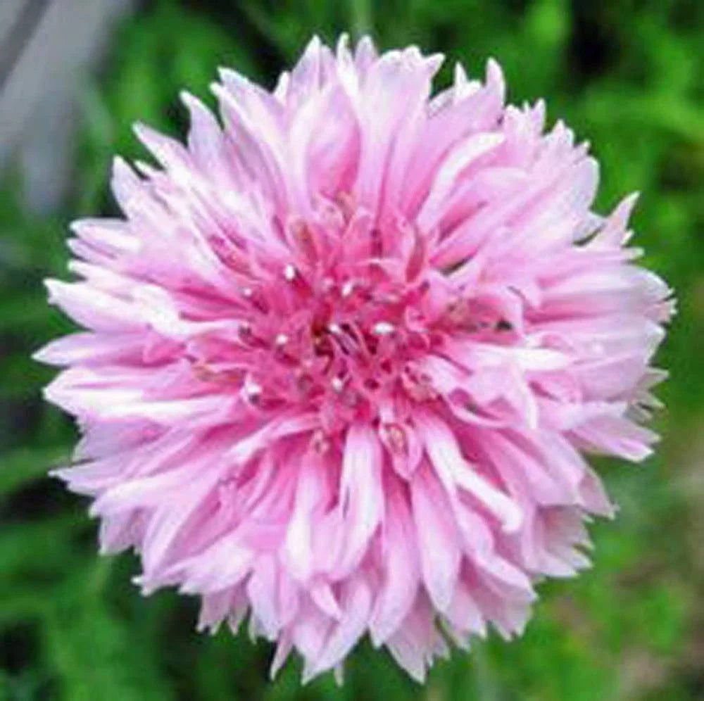 Bachelor Button Seeds 500 Count Tall Pink Variety Centaurea cyanus Non-GMO Summer Blooms Garden Planting