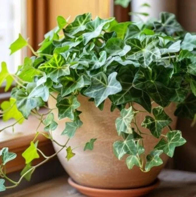 English Ivy Live Plant - 2 Plants per Pot - Fast-Growing Trailing Vine - Hedera helix - Indoor Air-Purifying Greenery