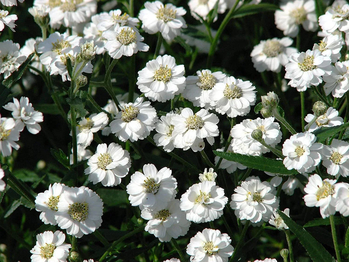 Sneezewort Seeds, 200 Seeds, Perennial Herb with White Flowers, Achillea ptarmica, Garden Pollinator Attractor, Ships from Iowa, USA