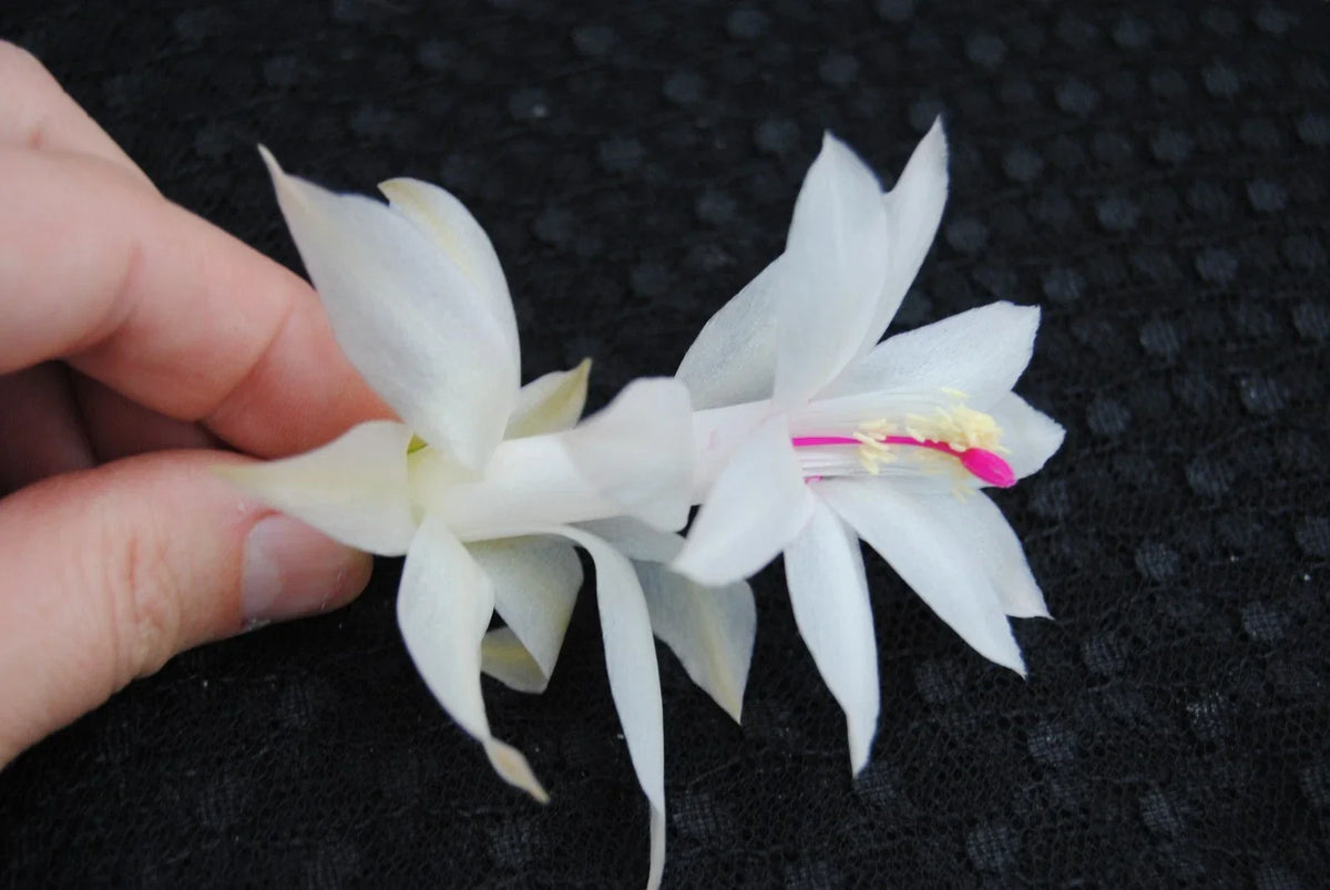 Christmas Cactus Starter Plant - Small Schlumbergera Truncata - Primavera Variety - Well Rooted for Easy Growth