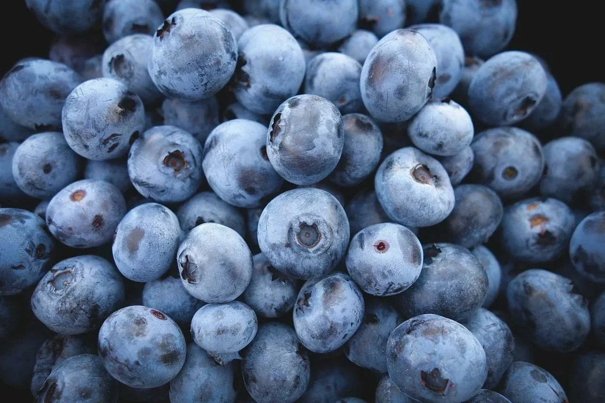 Highbush Blueberry Seeds - Non-GMO Fresh Blueberry Seeds - Vaccinium corymbosum - 25 Seeds - Ideal for Home Gardens