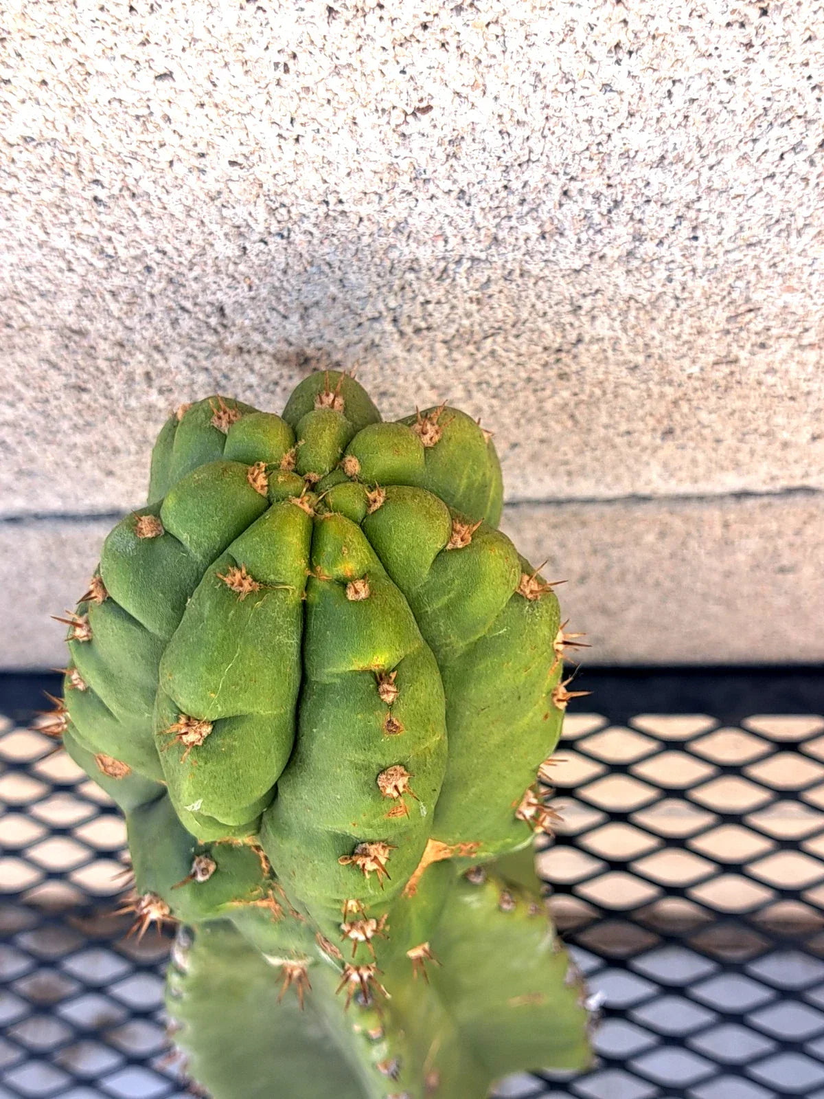 Cereus Cactus Cutting 10.5" Hybrid Juuls Giant x Macrogonus - Rare Tropical Succulent, Exotic Indoor Plant, Cereus spp.