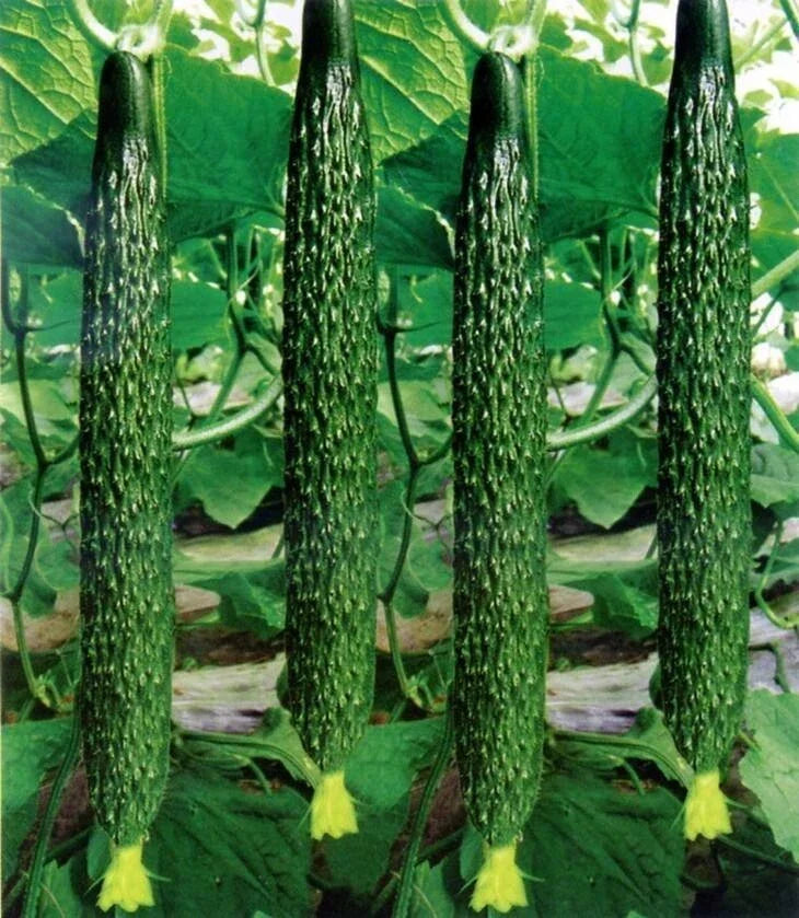 Live Chinese Cucumber Plant Seedling - 4" Pot - Crisp & Sweet - Cucumis sativus - Ideal for Garden or Container Growing