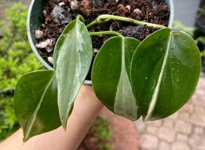 Philodendron RIO Cuttings 3-Pack | Variegated Leaves | Philodendron hederaceum var. Brasil | Indoor Gardening