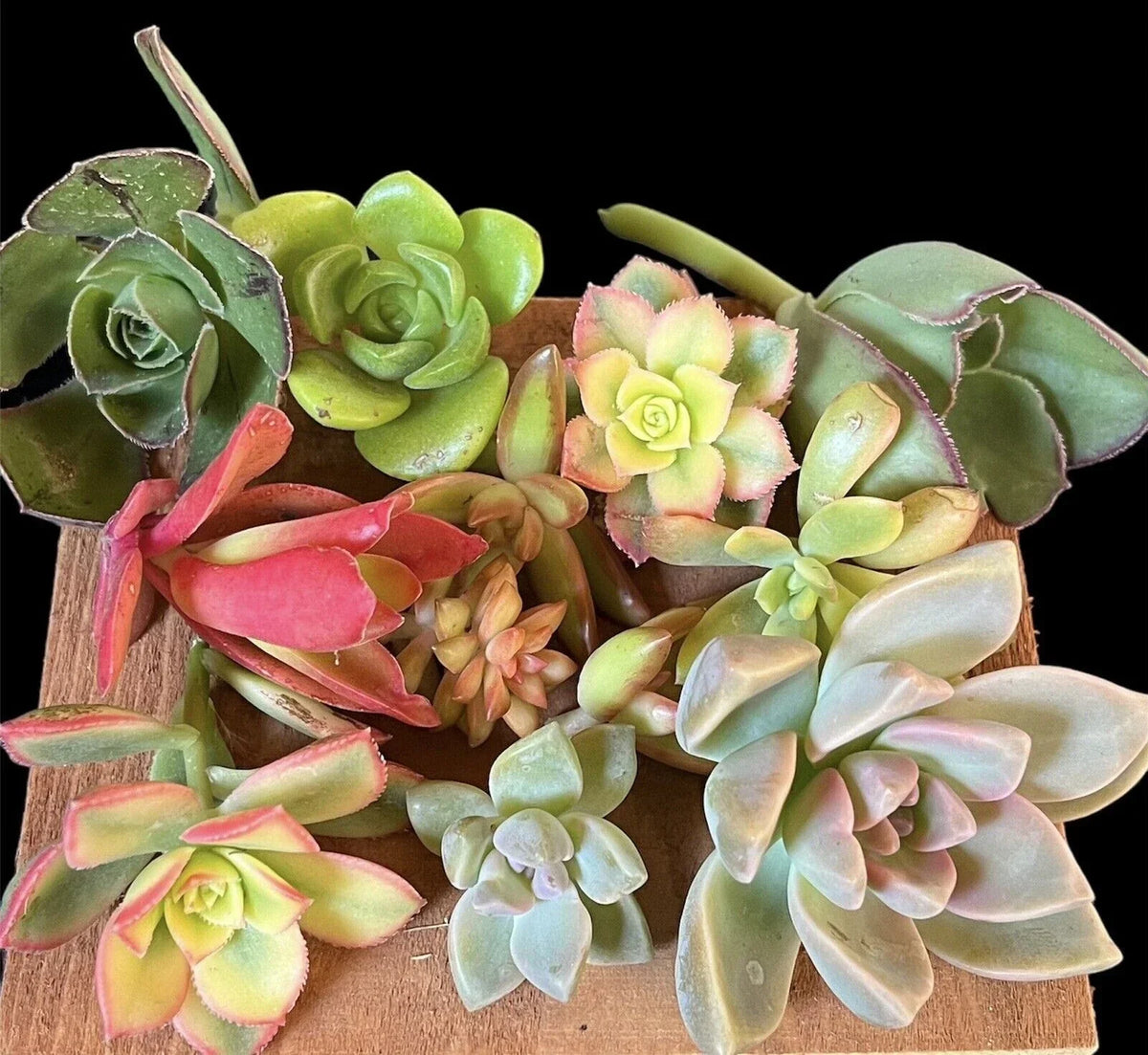 Succulent Cuttings Box 20+ pcs Assorted Varieties Echeveria Sedum Crassula Mixed Selection for Propagation & Arrangements