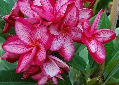 Plumeria Seeds - 5 Pack Pink White Hawaiian Flowers - Perennial - Plumeria spp. - Ideal for Tropical Gardens and Flower Leis