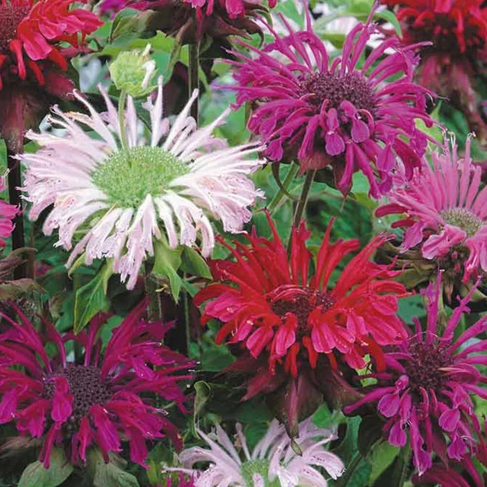 Bee Balm Seeds 25 Count - Monarda Panorama Mix, Perennial Herb for Pollinators, Attracts Bees & Butterflies