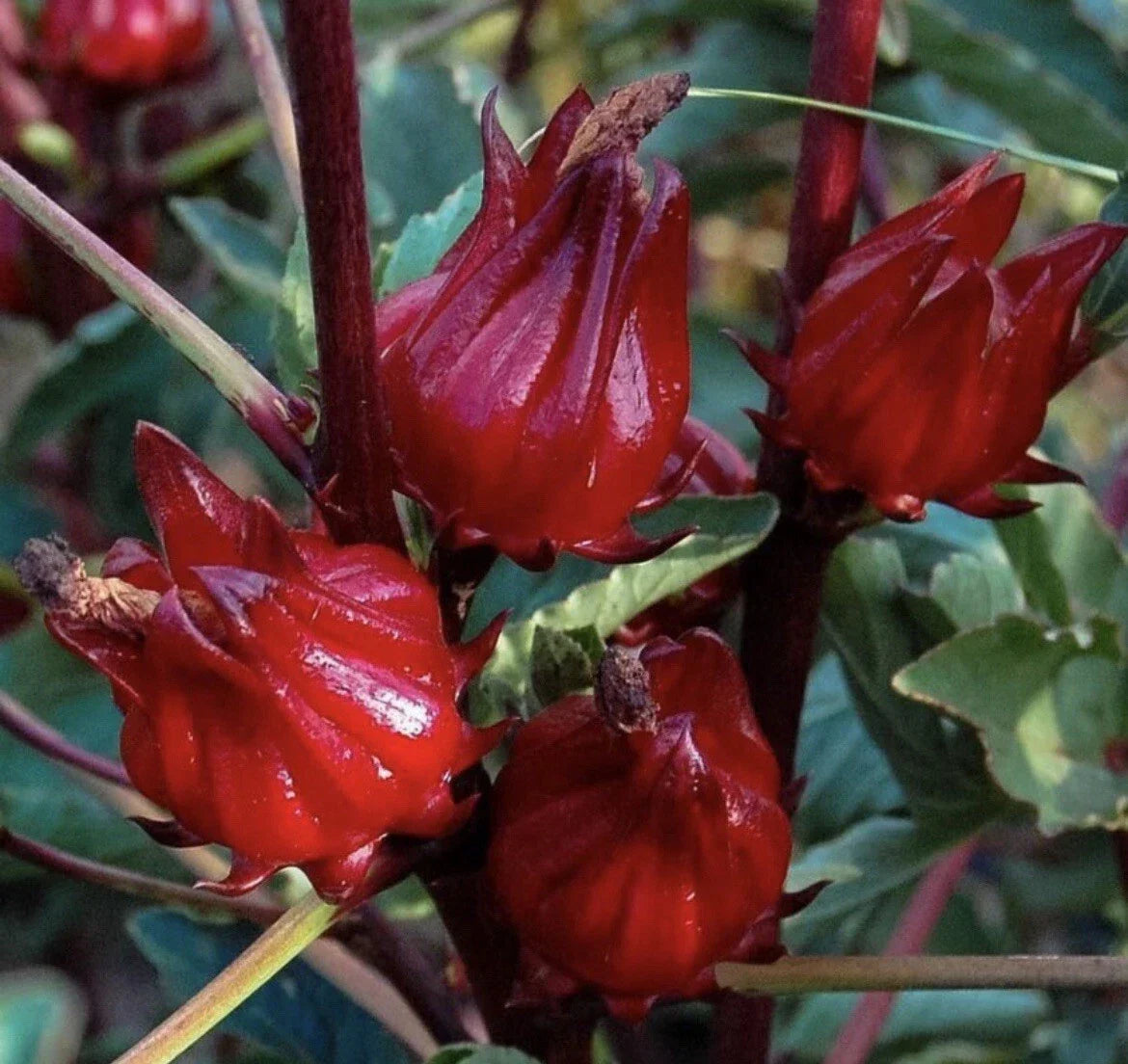 Roselle Seeds 25+ Pack | Jamaican Sour-leaf | Hibiscus sabdariffa | NON-GMO Herbal Tea & Culinary Use