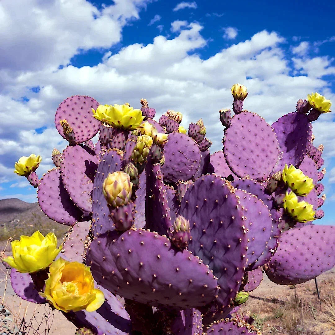 Purple Cactus Seeds - 20 Pack Opuntia Santa Rita Prickly Pear - Rare Hardy Fast-Growing - Purple Fruit