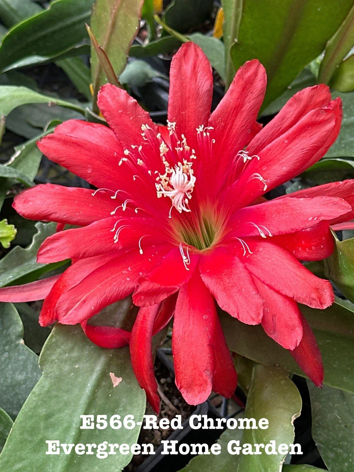 Epiphyllum Orchid Cactus 4” Red Chrome - Exotic Tropical Succulent, Easy Care Houseplant, Epiphyllum oxypetalum