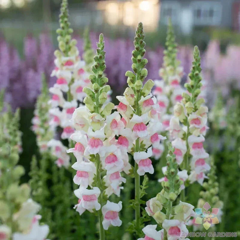Appleblossom Snapdragon Seeds - 1000+ Bulk Pack - Antirrhinum majus - Non-GMO - USA Grown - Vibrant Pink and Cream Blooms