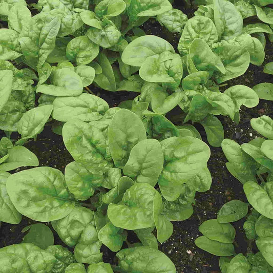 Bloomsdale Long Standing Spinach Seeds, Organic Non-GMO Heirloom, Spinacia oleracea, Easy to Grow, Free Shipping