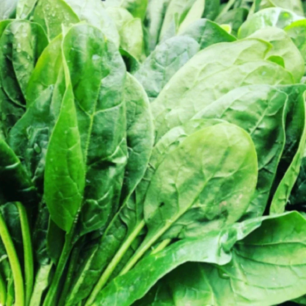 Carmel Spinach Seeds | F1 Hybrid | Fresh Spinacia oleracea | High Yield, Vibrant Green Leaves for Home Garden