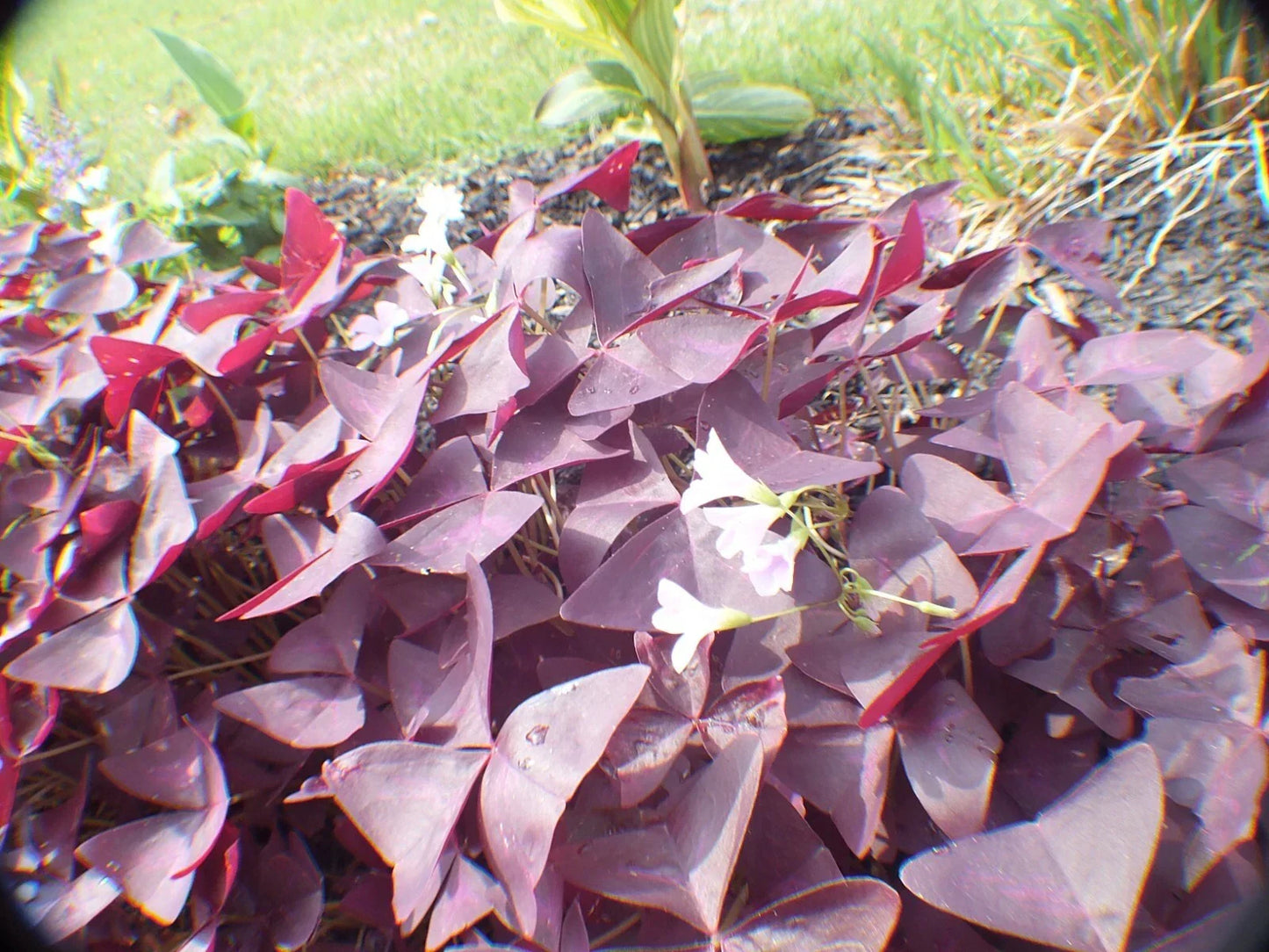 Butterfly Plant Roots - 25 Hardy Purple Flower Rhizomes - Asclepias tuberosa - Attracts Butterflies, Easy to Grow
