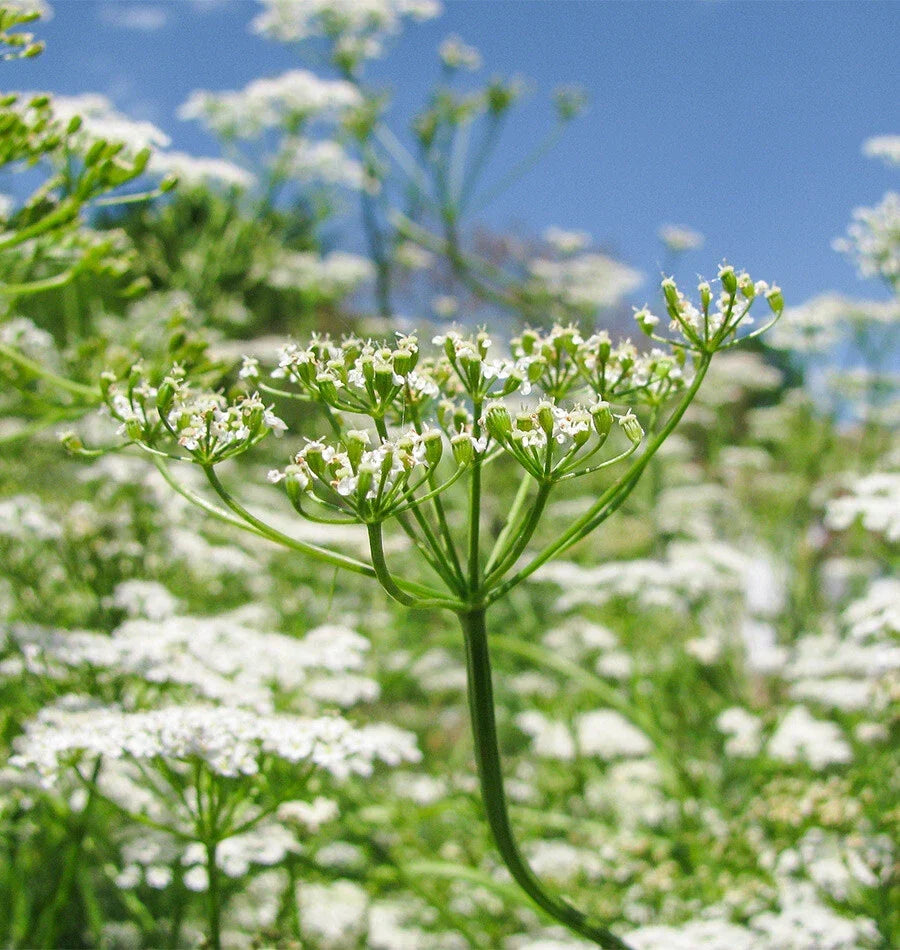 Cumin Seeds - Non-GMO Garden Seeds - Culinary Herb Variety - Cuminum cyminum - 100 Seeds Packet