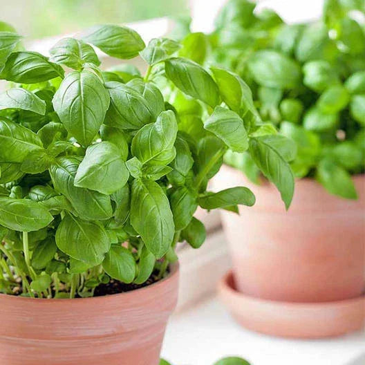 Basil Seeds 500 Pack - Large Sweet Non-GMO Herb for Container Gardens - Ocimum basilicum