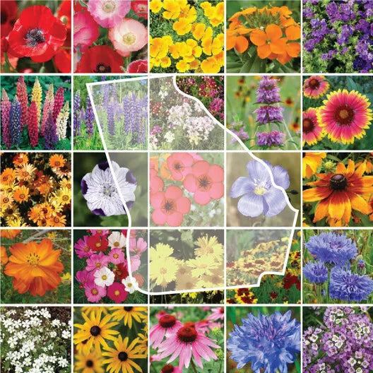 Wildflower Seed Mix 1000 Seeds Georgia Perennials Non-GMO 25 Flower Species for Meadows and Pollinators
