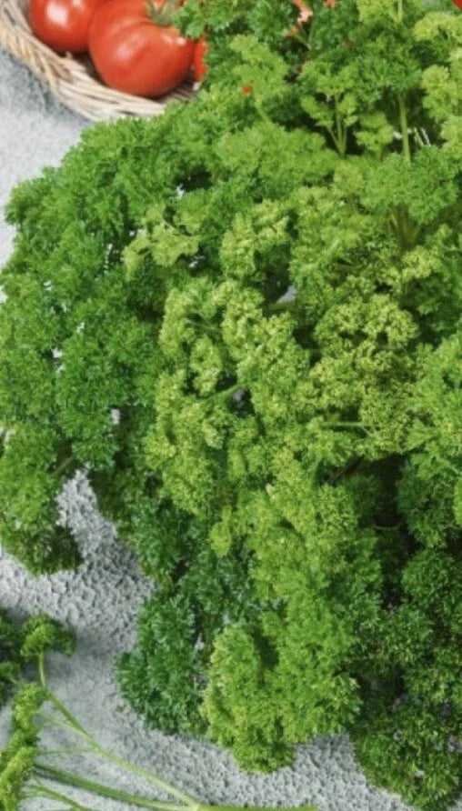 Forest Green Parsley Seeds | 500 Non-GMO Heirloom Seeds | Petroselinum crispum | Culinary Herb Garden