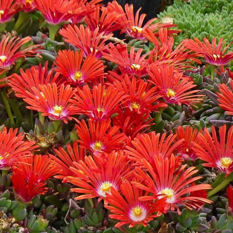 Red Ice Plant Live Succulent Ground Cover - 1 Pot (1 Clump) - Delosperma cooperi - Vibrant Red Foliage for Gardens