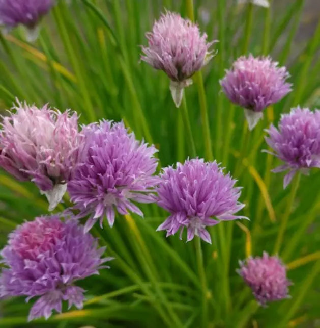 Chives Seeds 500 Non-GMO Culinary Herb Seeds Allium schoenoprasum Perennial Flavor for Herb Garden
