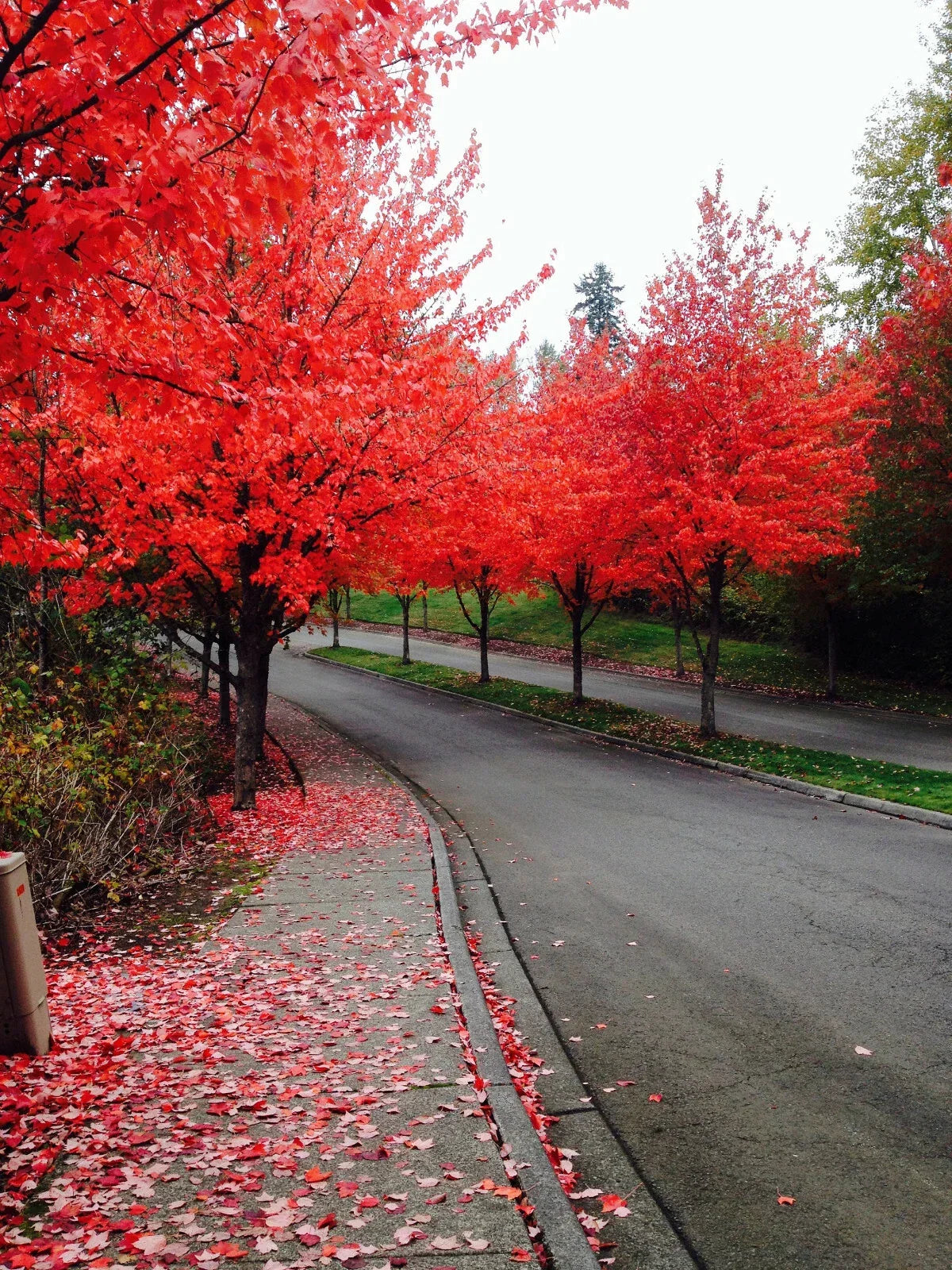 Fast Growing Tree Seeds - 40+ Red Maple (Acer rubrum) - Ideal for Gardens and Landscaping, USA Seller, Free Shipping