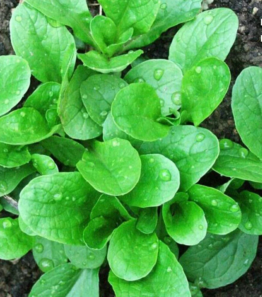 500 Organic Corn Salad Seeds - Mâche, Lamb's Lettuce - Non-GMO Heirloom Vegetable Seeds - Valerianella locusta