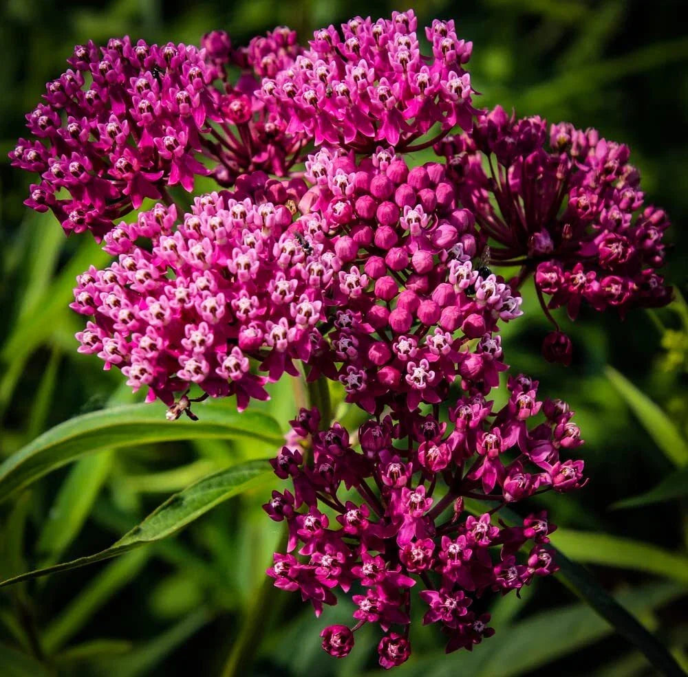 Swamp Milkweed Seeds 100 Count - Asclepias incarnata - Native Pollinator Plant - Pink Flowers - Eco-Friendly Garden Seed
