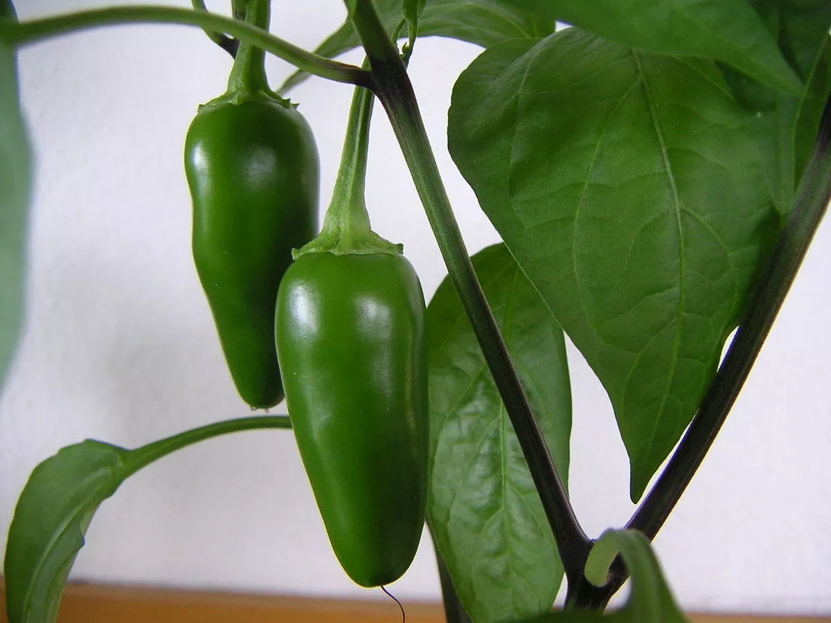 Jalapeno Pepper Seeds - 300 Non-GMO Hot Spicy Seeds - Capsicum annuum - Ideal for Salsas and Grilling - USA Seller